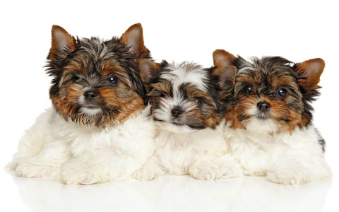 yorkies for sale in florida