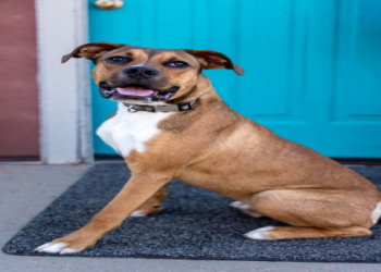 adopt a pitbull puppy for free near me