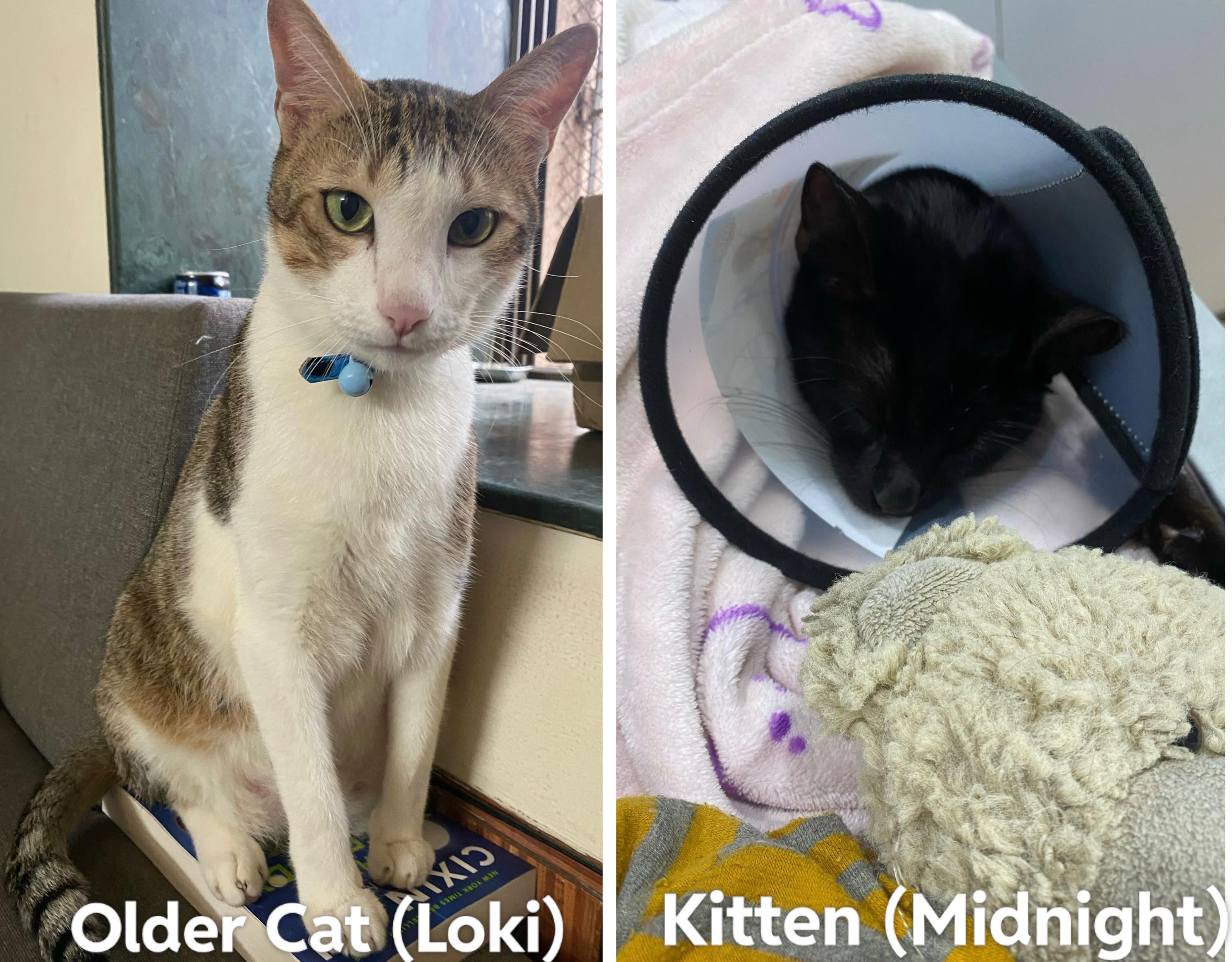 will my cat kill my new kitten