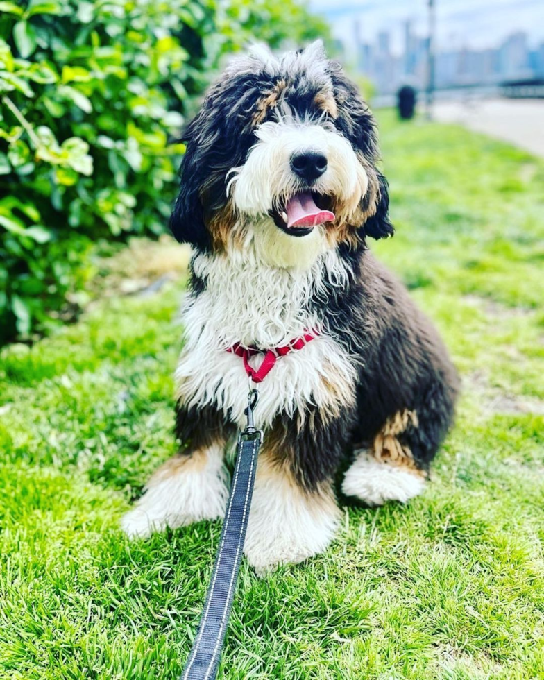 bernedoodle for sale illinois