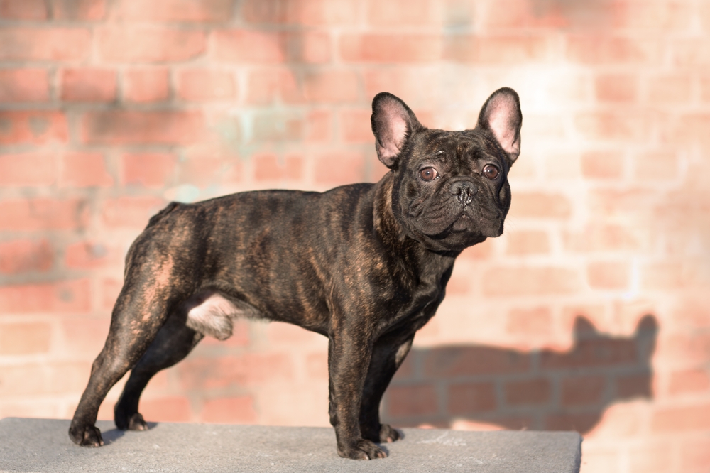 french bulldog brindle