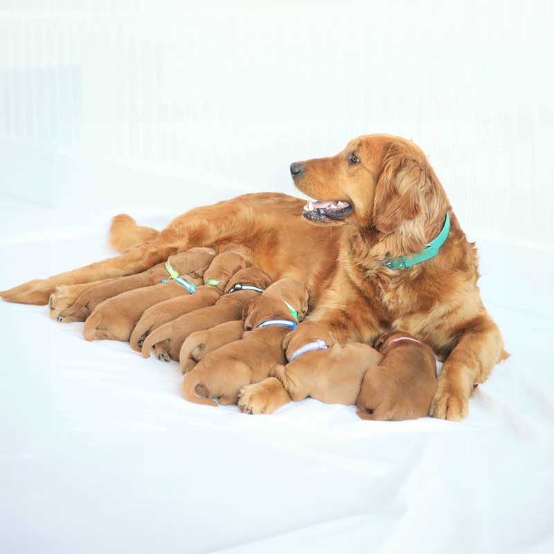 dogs online puppies for sale