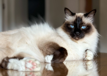 best cats for pets
