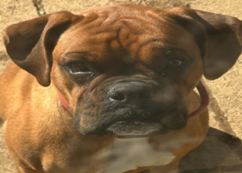 boxer breeders indiana