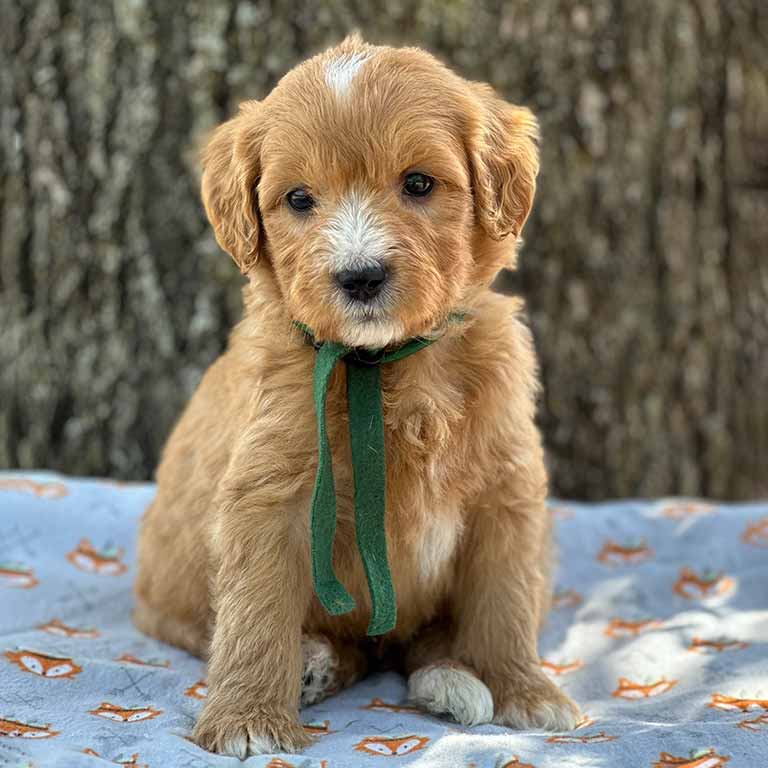 goldendoodle breeders nj