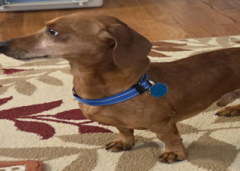 petfinder mini dachshund