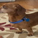 petfinder mini dachshund