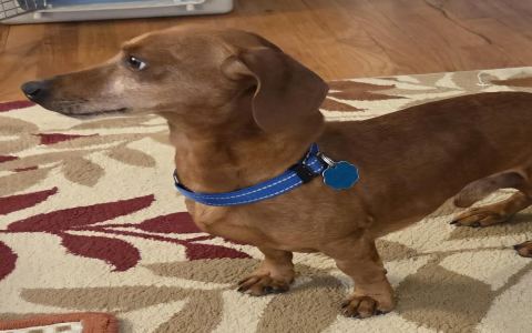 petfinder mini dachshund