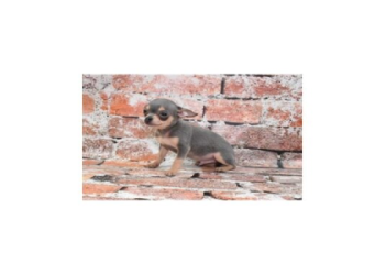 chihuahua puppies for sale st louis