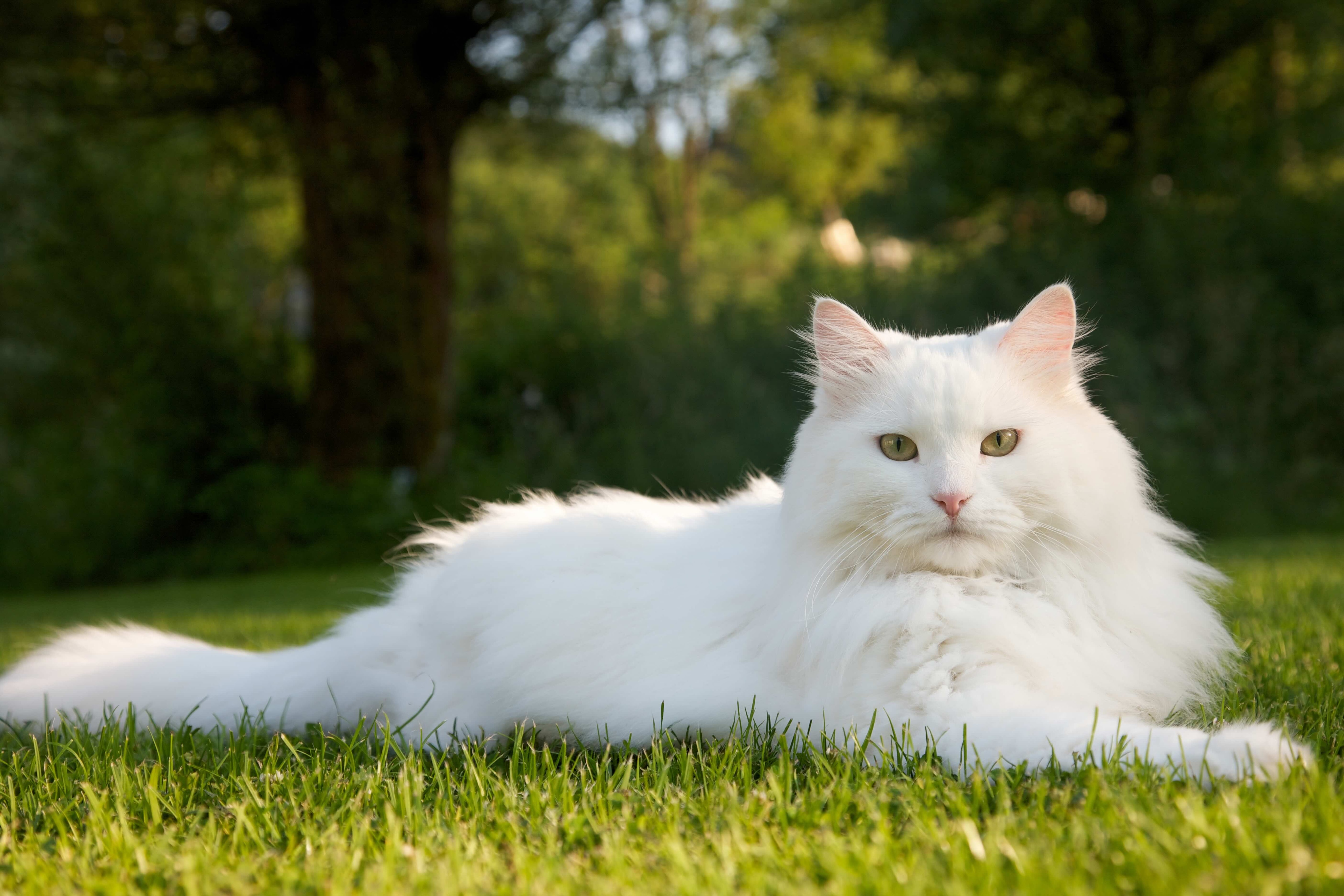 cat breeds white fluffy