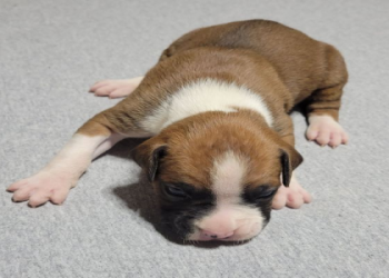 boxer puppies az