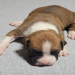 boxer puppies az
