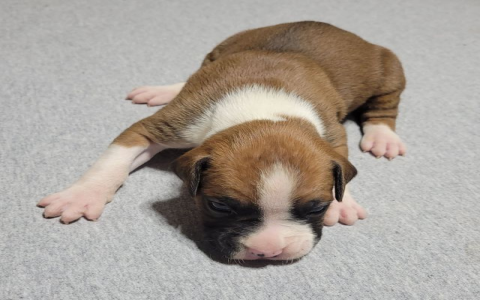 boxer puppies az