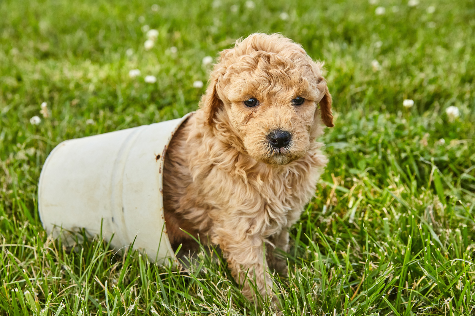 goldendoodle rescue texas
