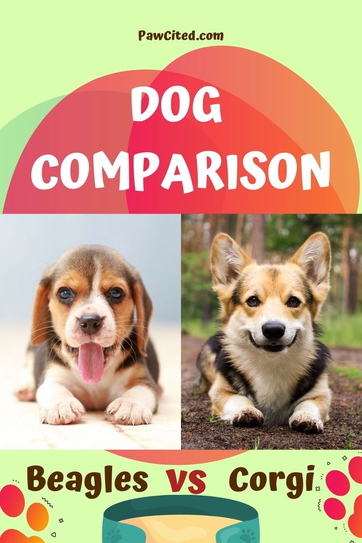 corgi vs beagle
