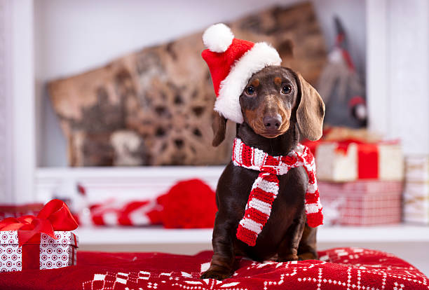 dachshund christmas images