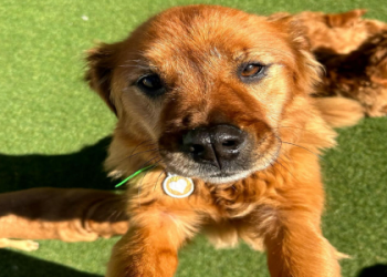 where can you play with puppies near me