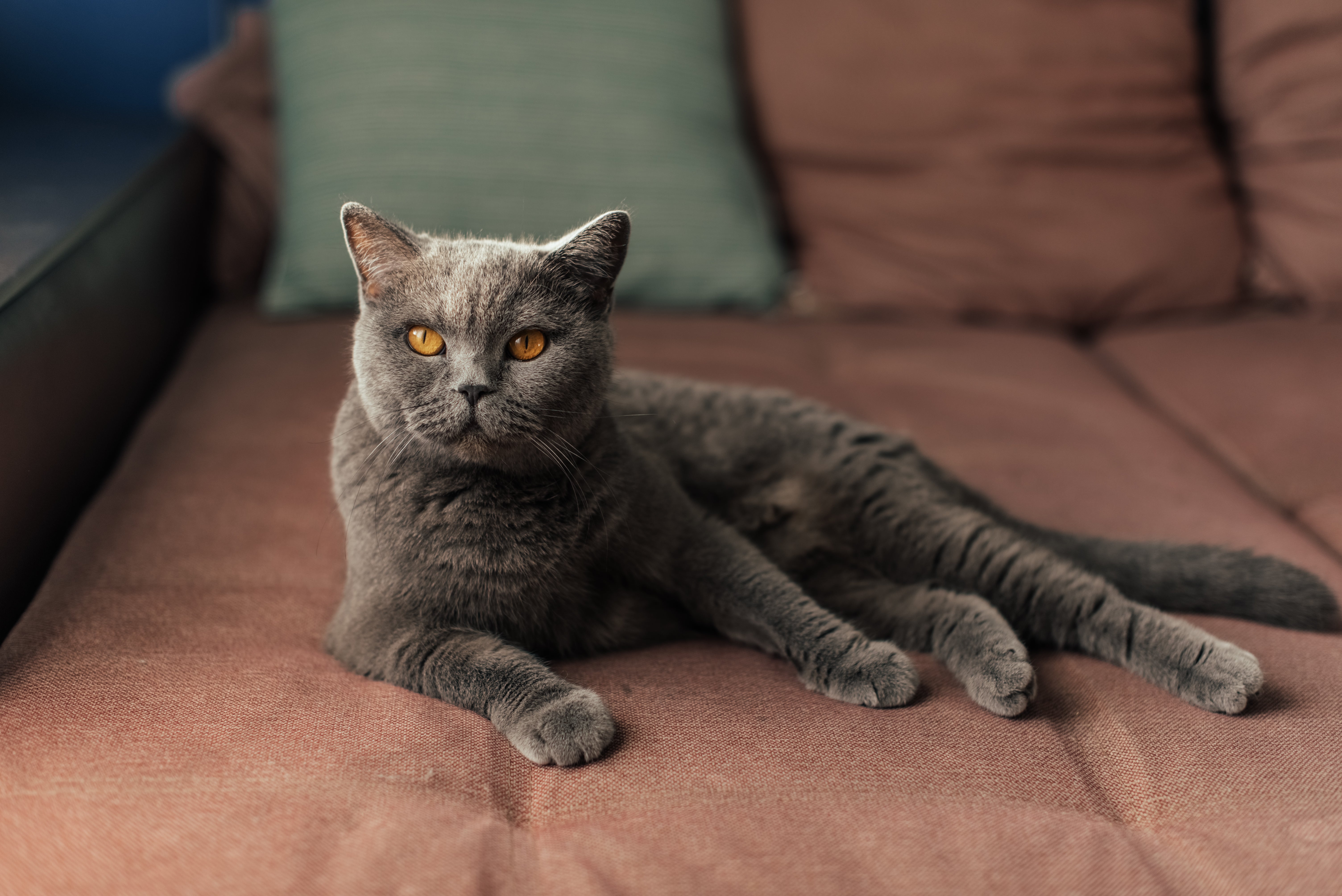 petfinder british shorthair