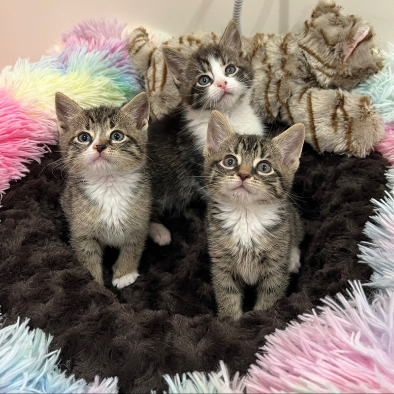 free kittens nyc