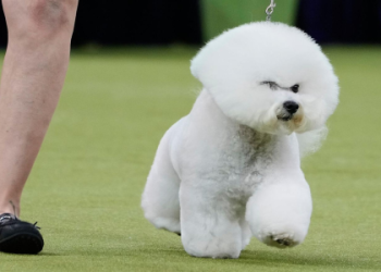 bichon frise for sale near me