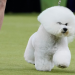 bichon frise for sale near me