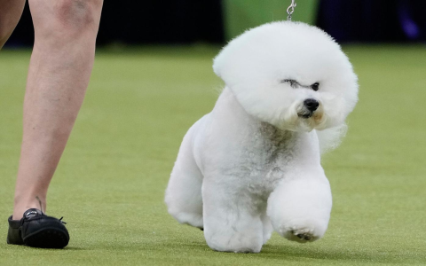 bichon frise for sale near me