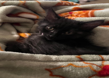 looking for free kittens