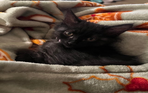 looking for free kittens