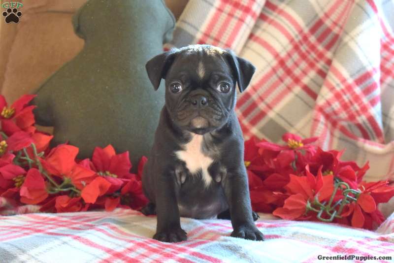 boston terrier pug mix puppies for sale near me