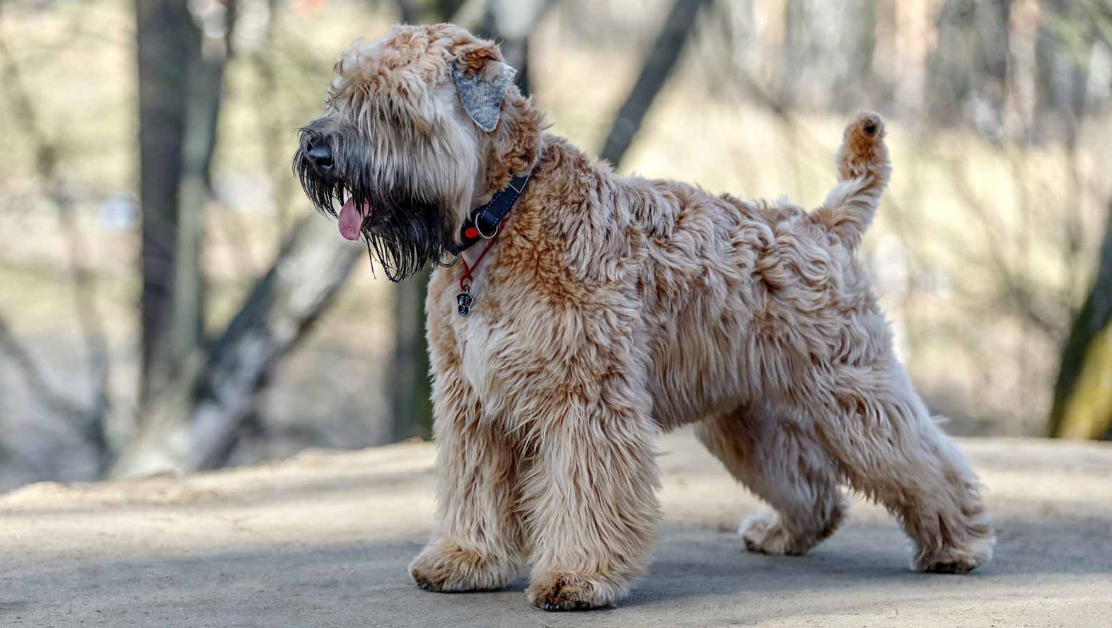wheaten puppies for sale