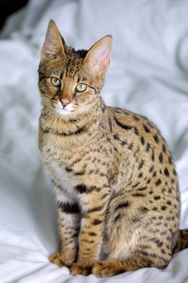 largest cats you can own