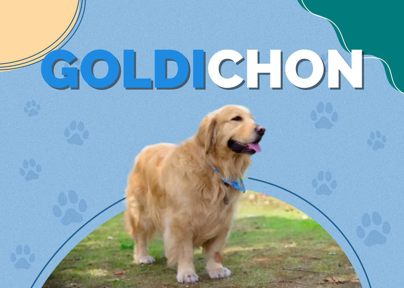 golden retriever bichon