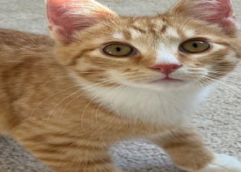 ginger kitten adoption
