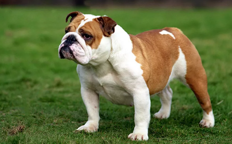 english bulldog price in india