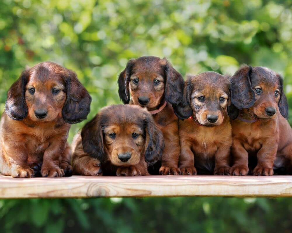 dachshund breeders in ohio