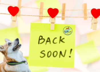 corgi adoption near me