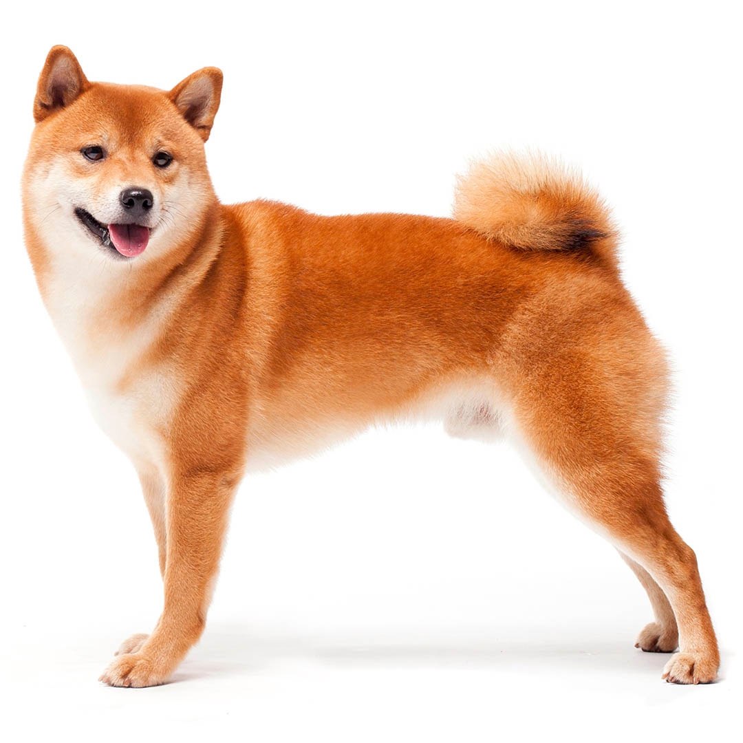 shiba inu dogs for sale uk