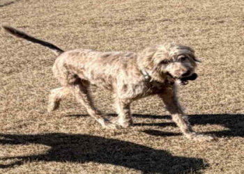 labradoodle rescue texas