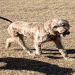 labradoodle rescue texas