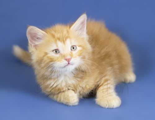 ginger kitten adoption