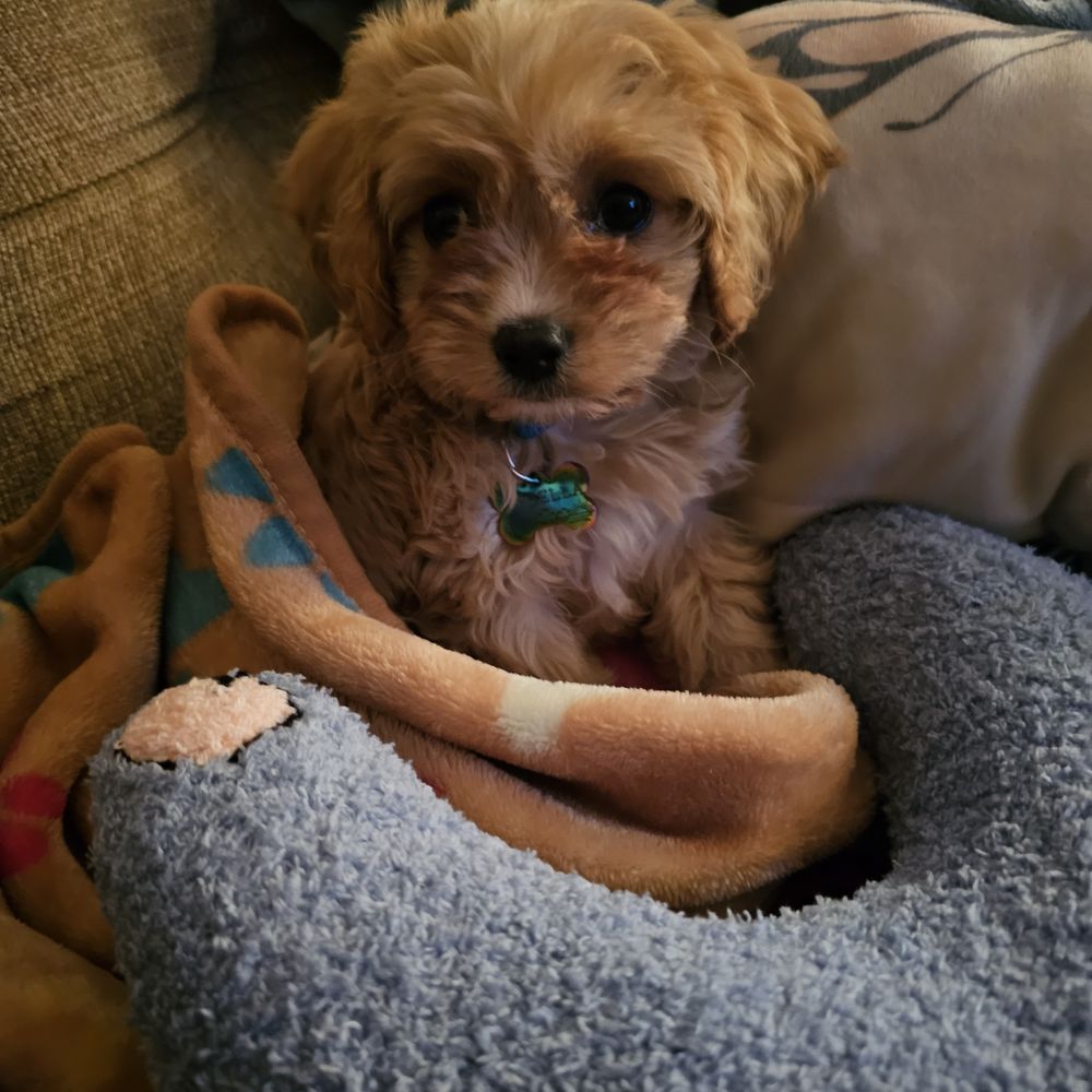 pet stores near me with puppies