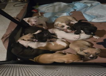 puppies for adoption in nj