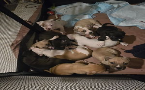 puppies for adoption in nj