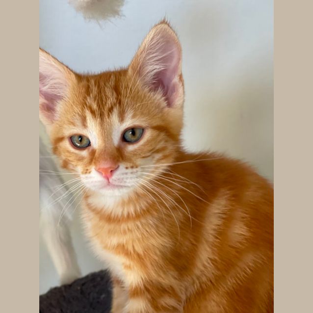 ginger kitten adoption