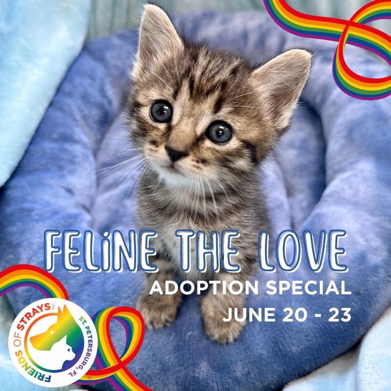 feline adoption