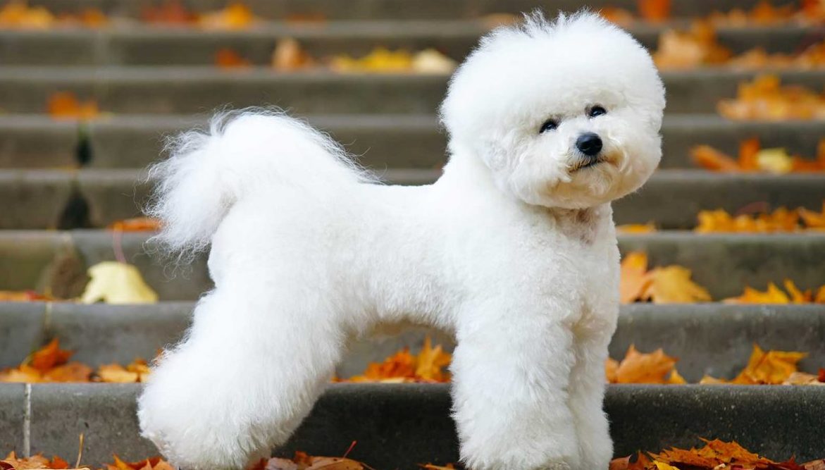 bichon frise for sale near me