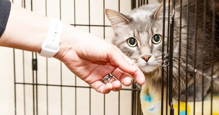 animal shelters accepting cats