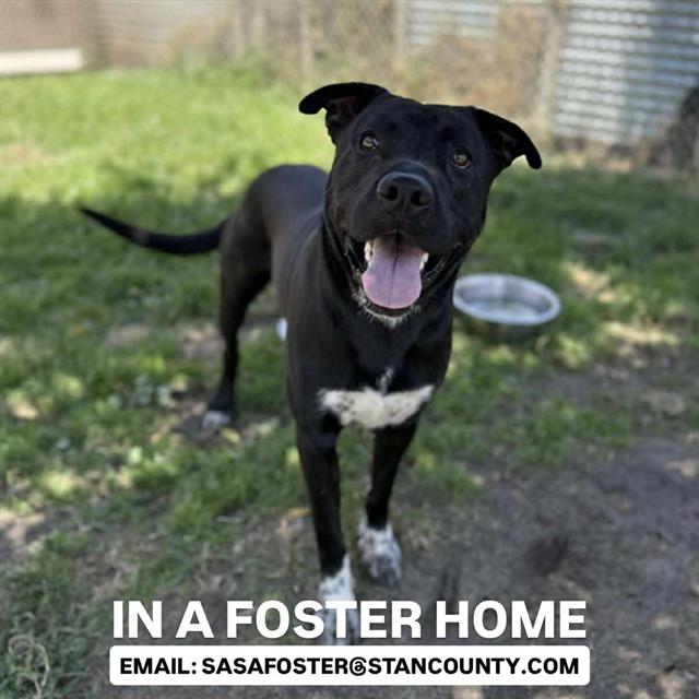 stanislaus animal shelter dogs