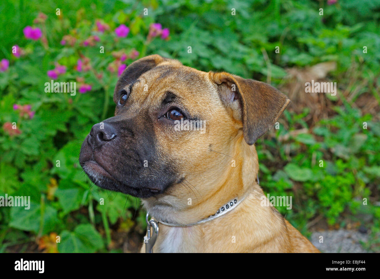 pug bull terrier mix