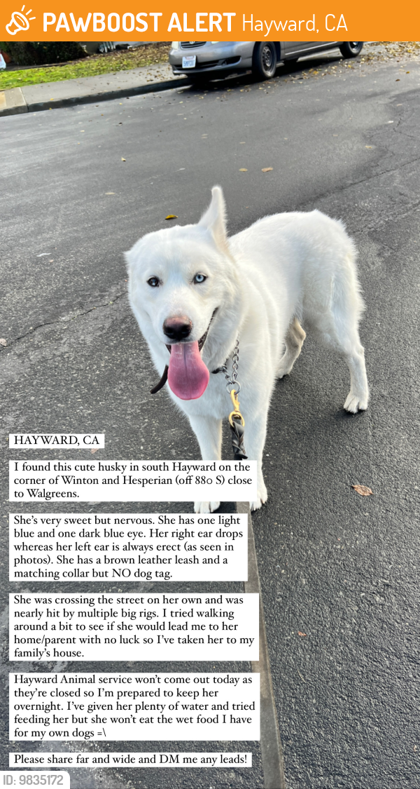 dogs found in my area